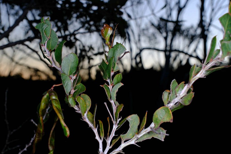 Acacia durabilis photo 4