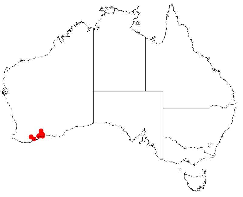Acacia durabilis