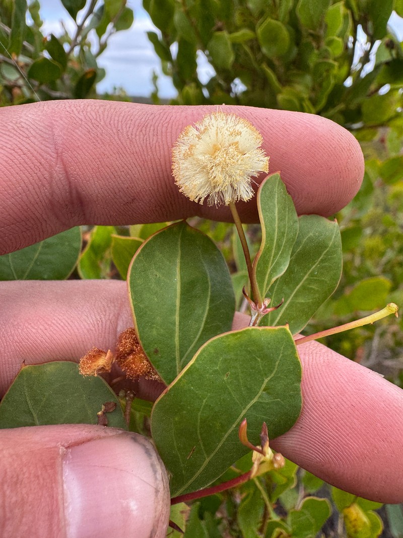 Acacia durabilis photo 2