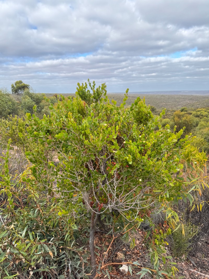 Acacia durabilis photo 3