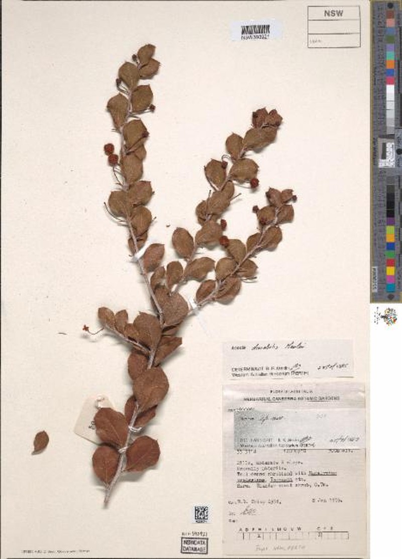 Acacia durabilis photo 4