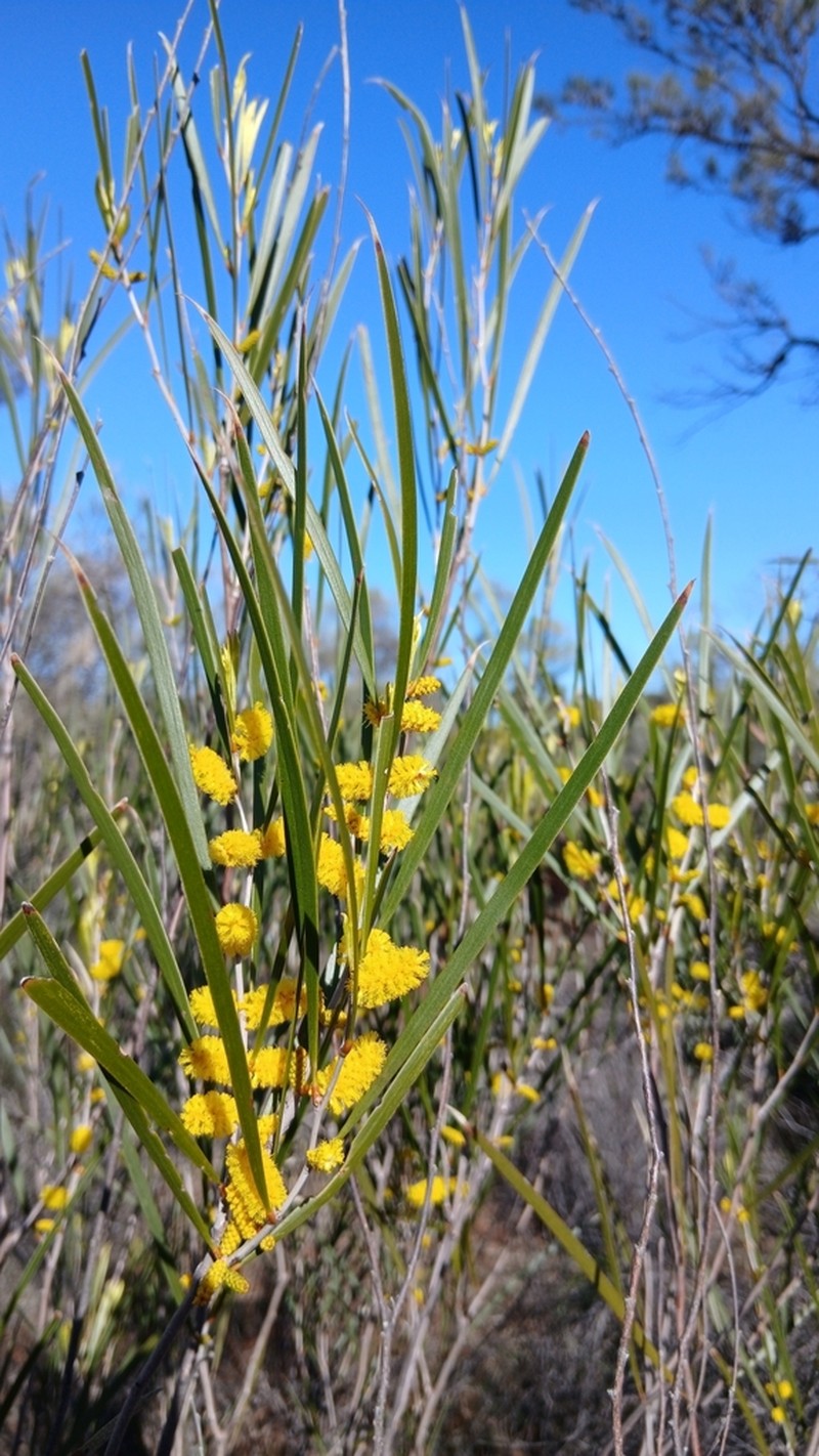 Acacia duriuscula photo 4