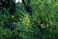Acacia duriuscula