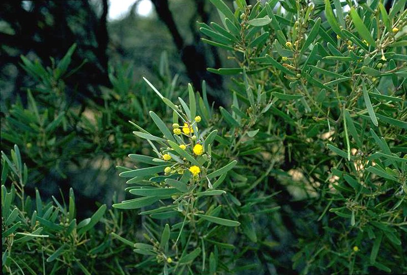 Acacia duriuscula