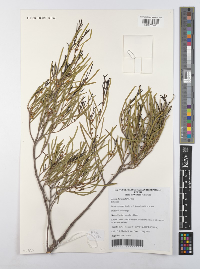 Acacia duriuscula photo 2