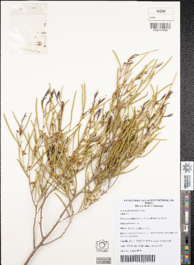 Acacia duriuscula photo 3
