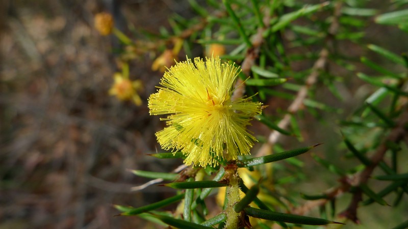 Acacia echinula