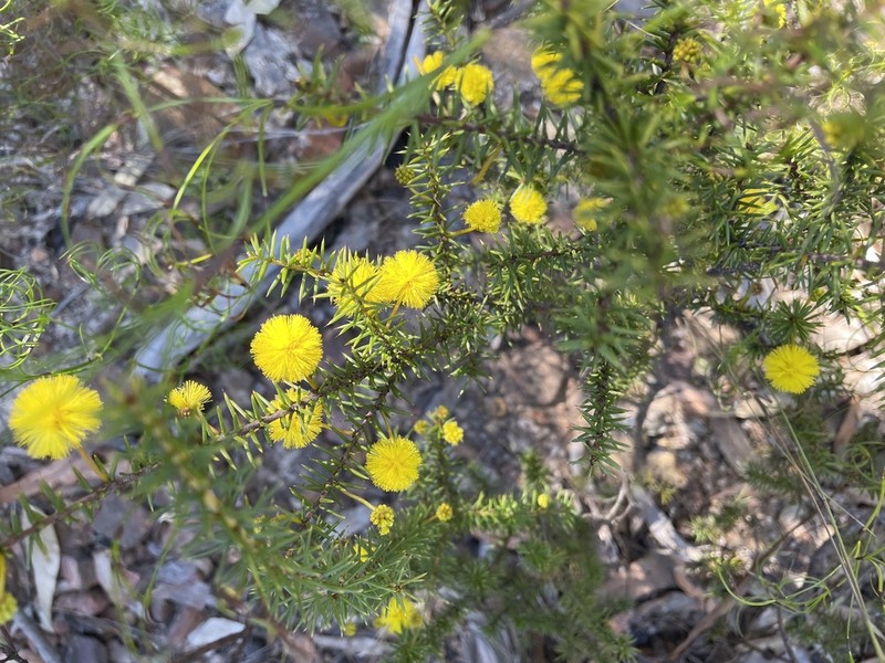 Acacia echinula photo 2