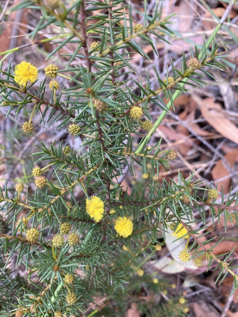 Acacia echinula photo 3