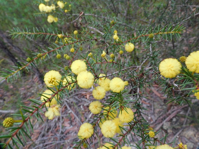 Acacia echinula photo 5