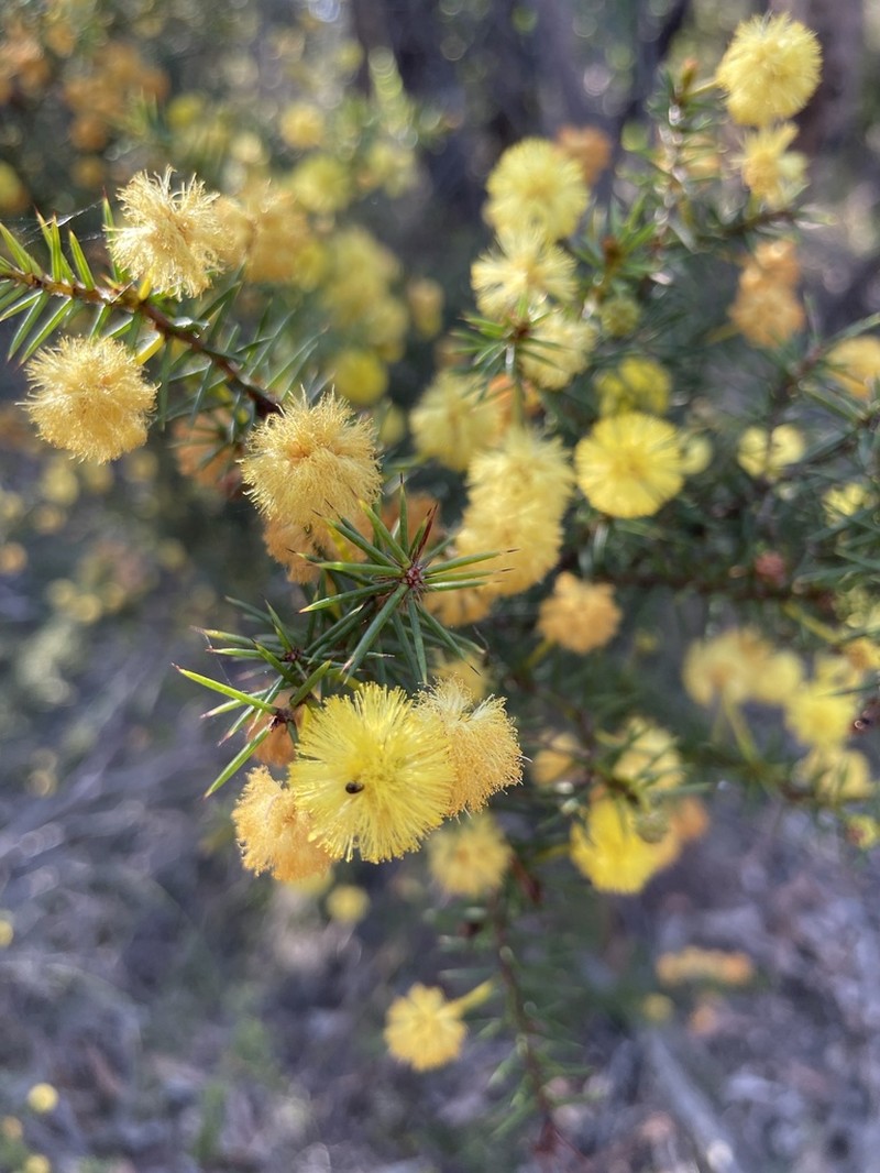 Acacia echinula photo 6