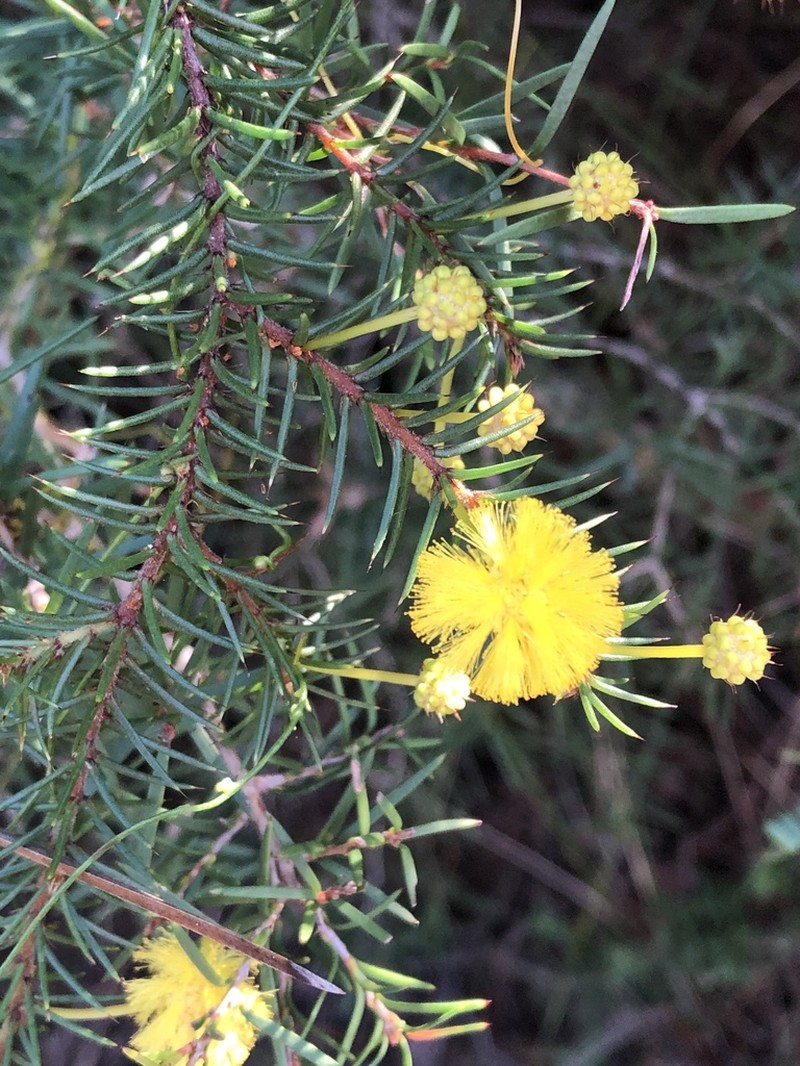 Acacia echinula photo 7