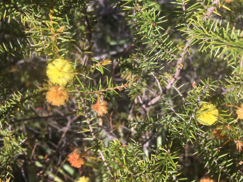 Acacia echinula photo 8