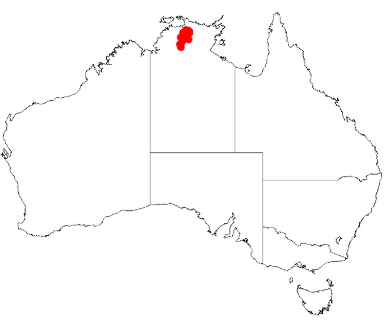 Acacia echinuliflora