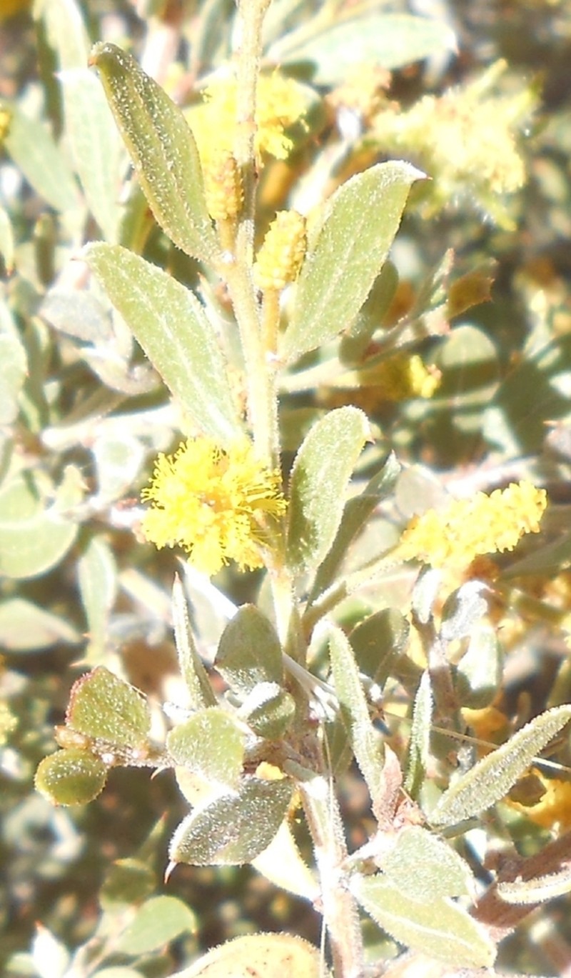 Acacia effusa photo 4