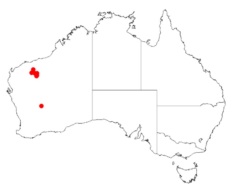 Acacia effusa