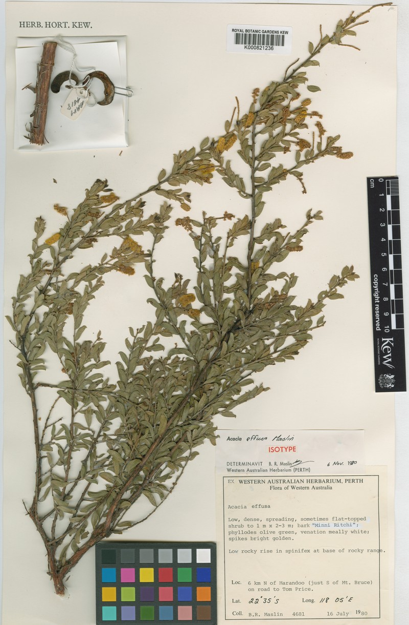 Acacia effusa photo 2