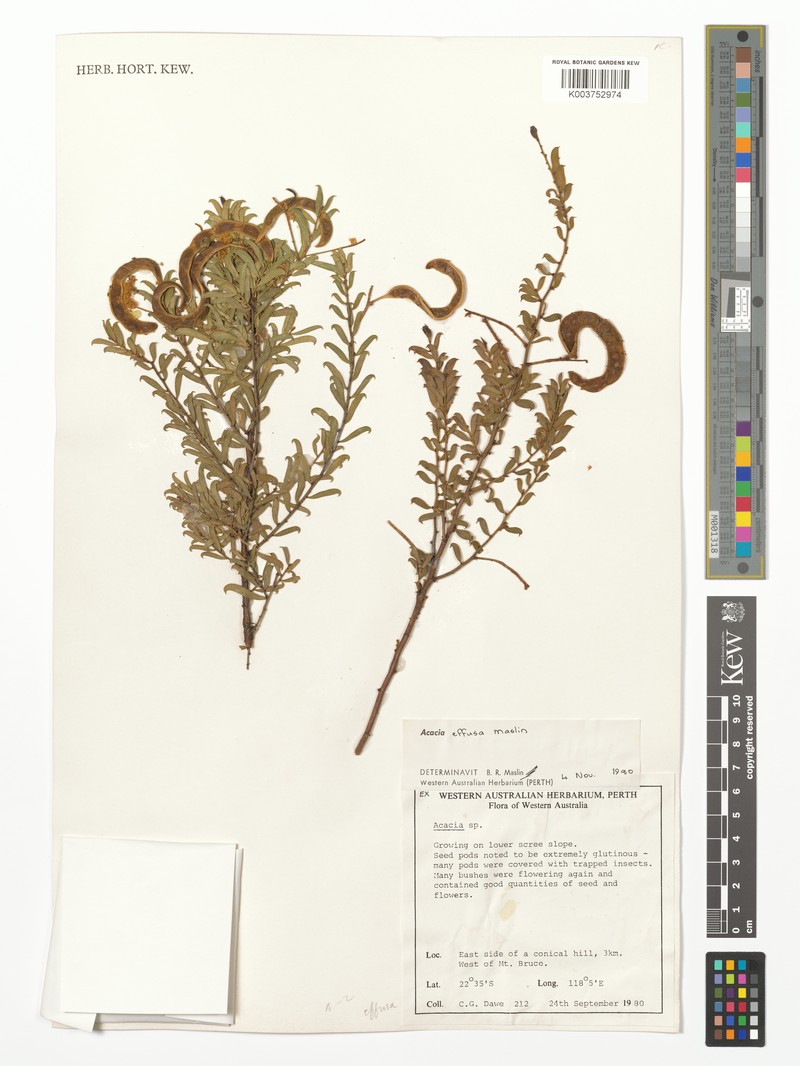 Acacia effusa photo 3