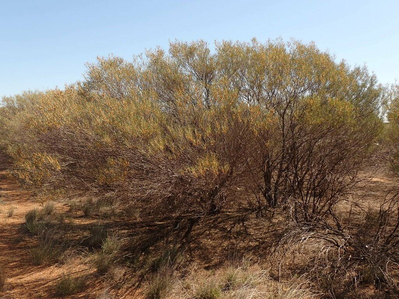 Acacia effusifolia