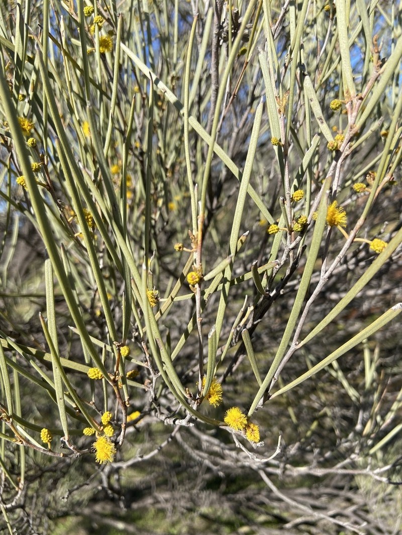Acacia effusifolia photo 2