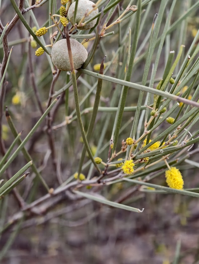 Acacia effusifolia photo 3