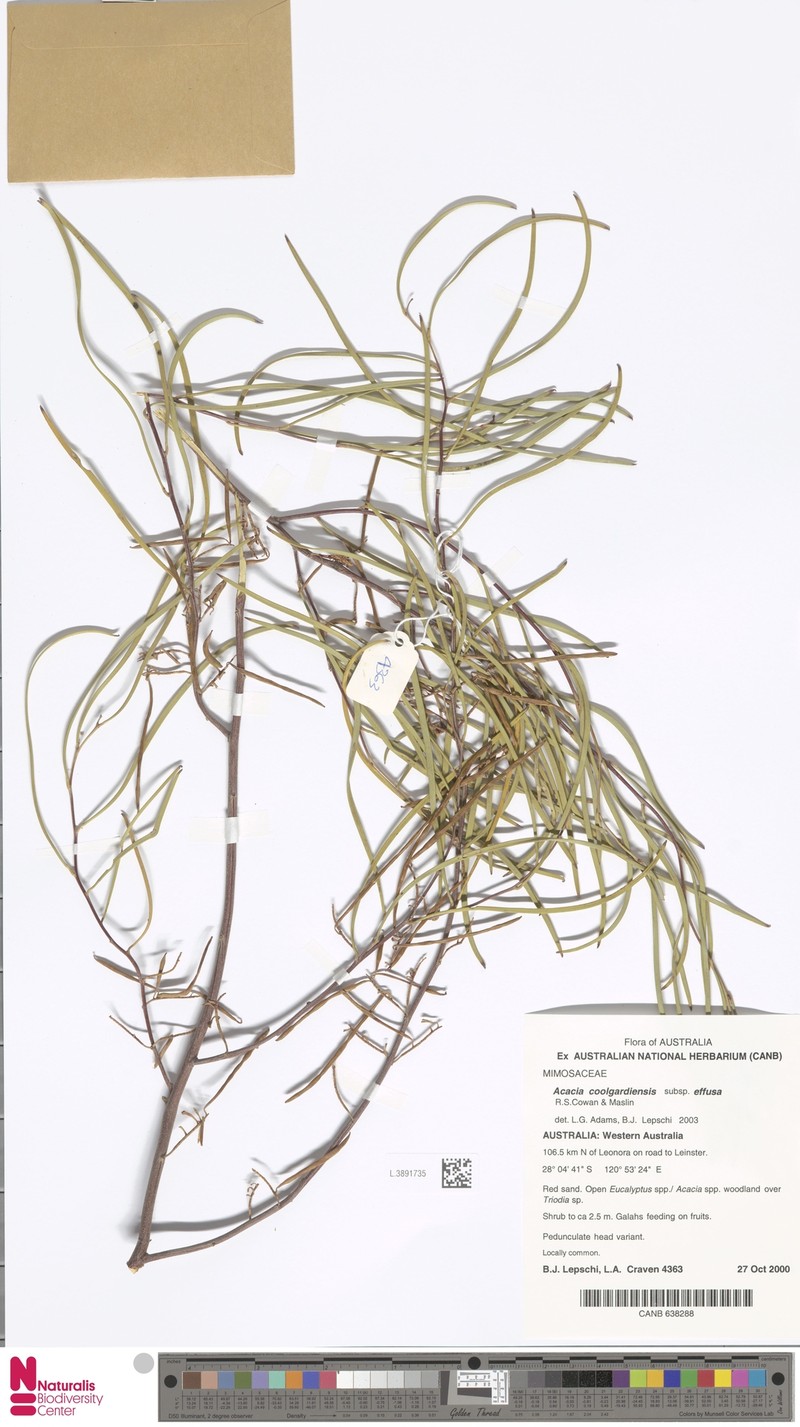 Acacia effusifolia photo 4