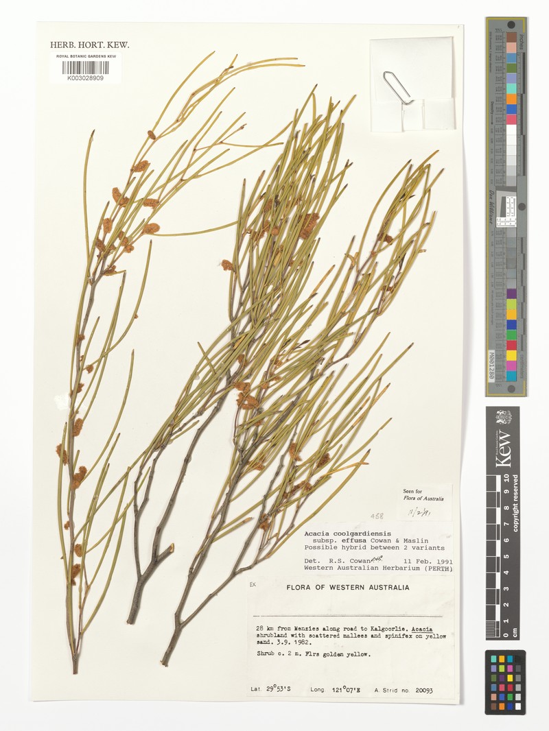 Acacia effusifolia photo 2