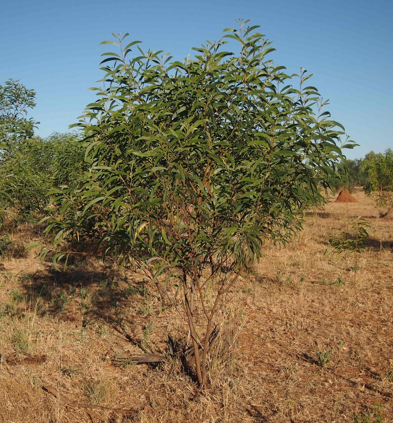 Acacia elachantha