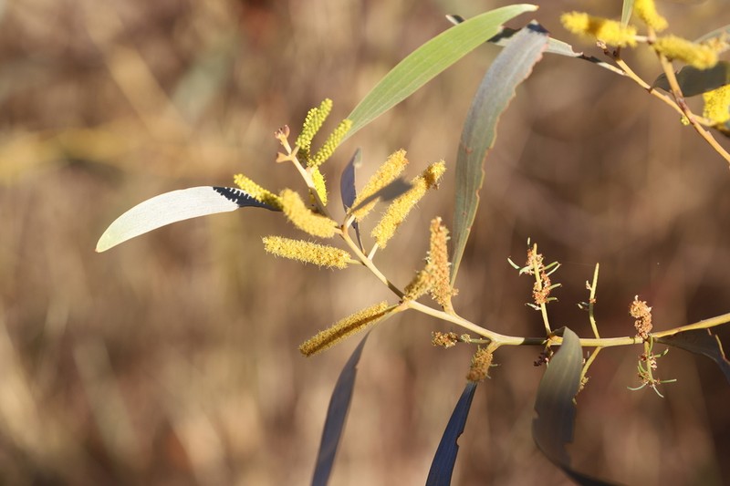 Acacia elachantha photo 2