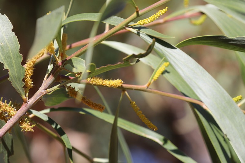 Acacia elachantha photo 3