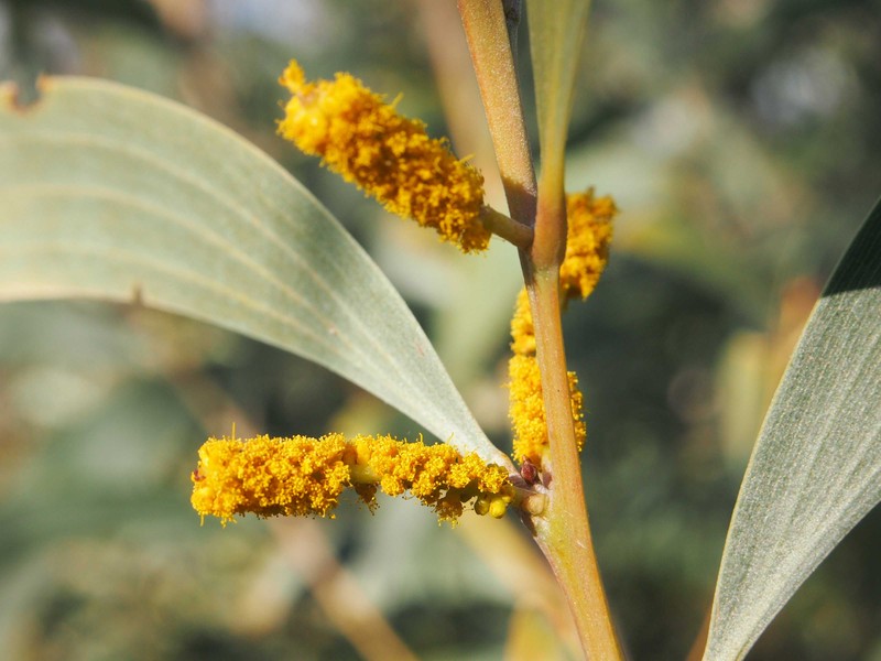 Acacia elachantha photo 4