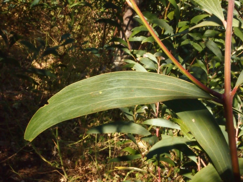 Acacia elachantha photo 5