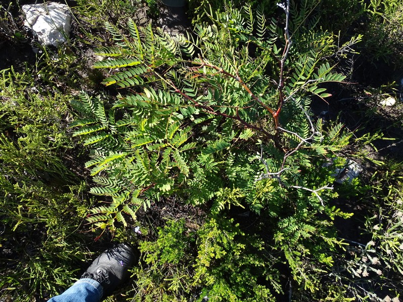 Cedar Wattle photo 2