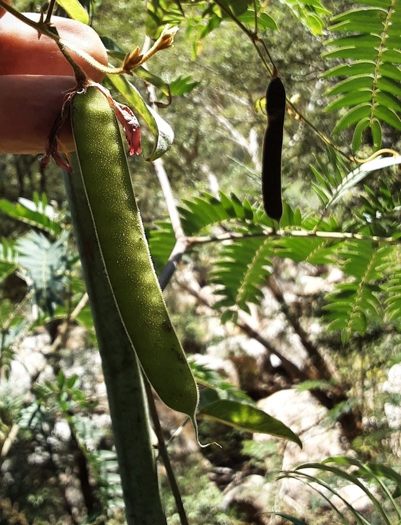 Cedar Wattle photo 3