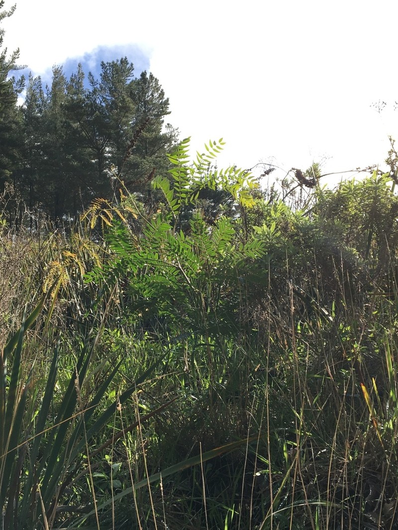 Cedar Wattle photo 4