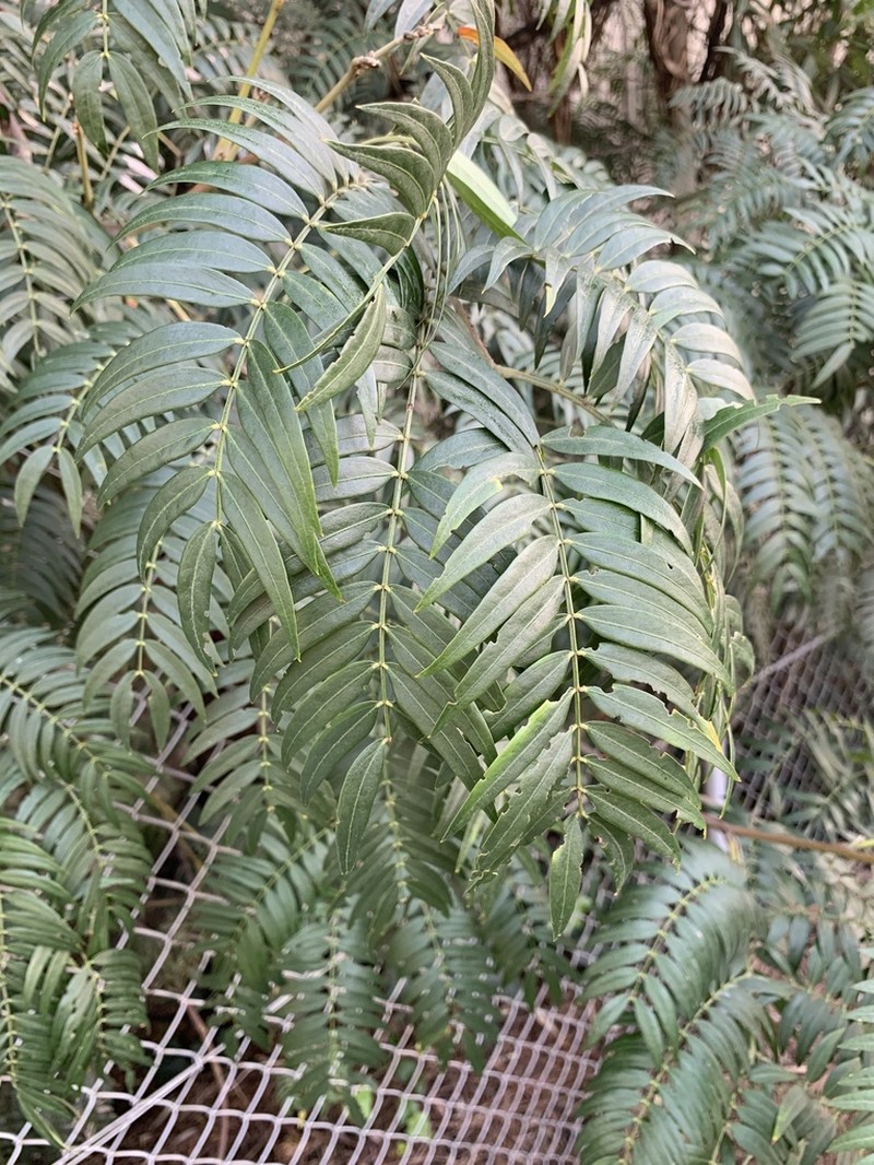 Cedar Wattle photo 5