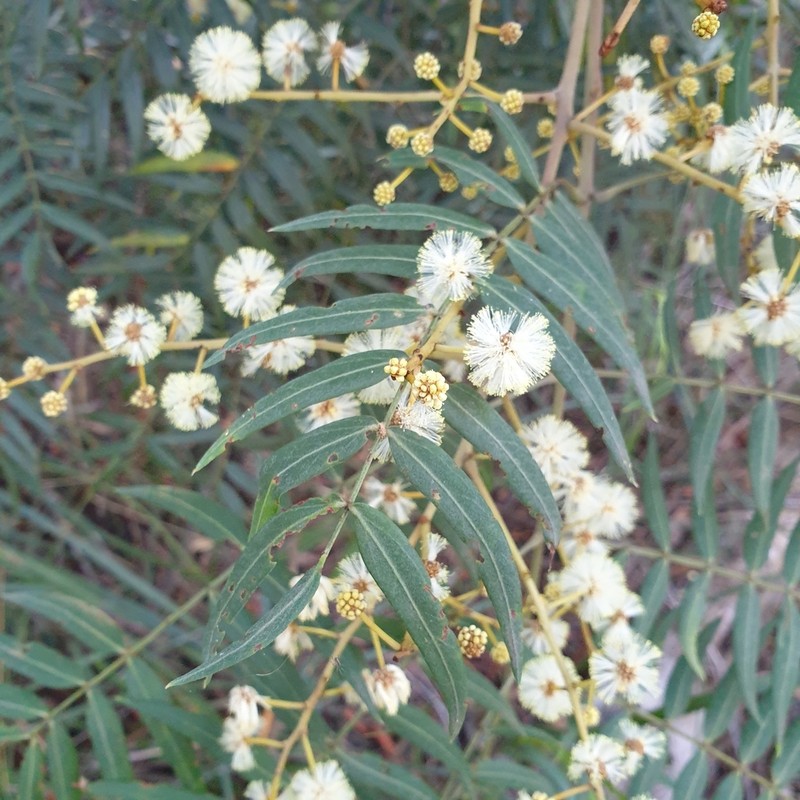 Cedar Wattle photo 6