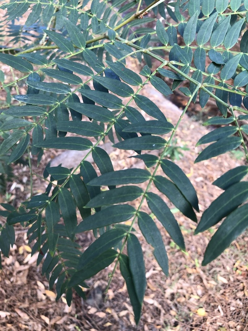 Cedar Wattle photo 7