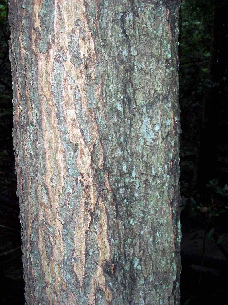 Cedar Wattle photo 2