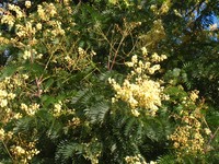 Cedar Wattle