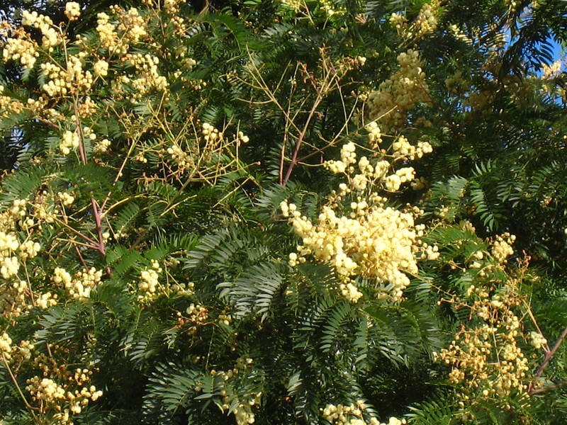 Cedar Wattle