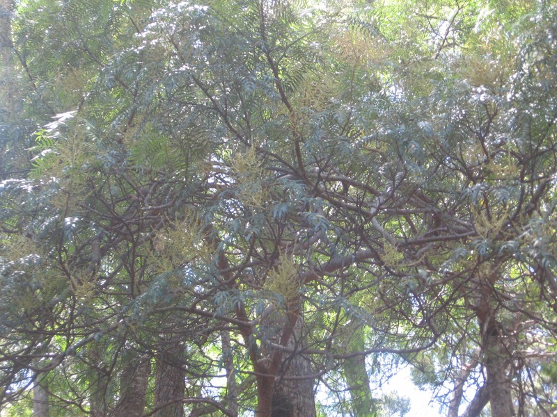 Cedar Wattle photo 3