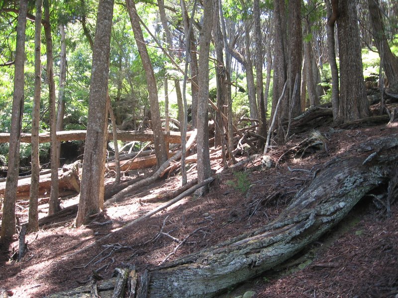 Cedar Wattle photo 7