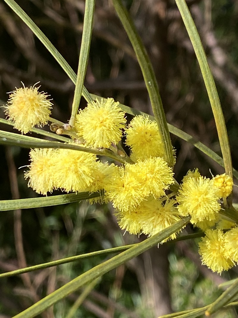 Acacia elongata