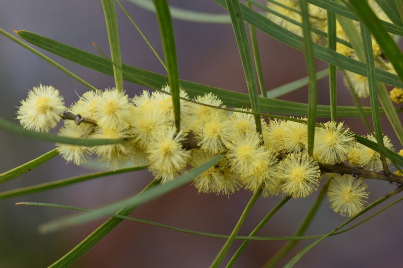 Acacia elongata photo 2