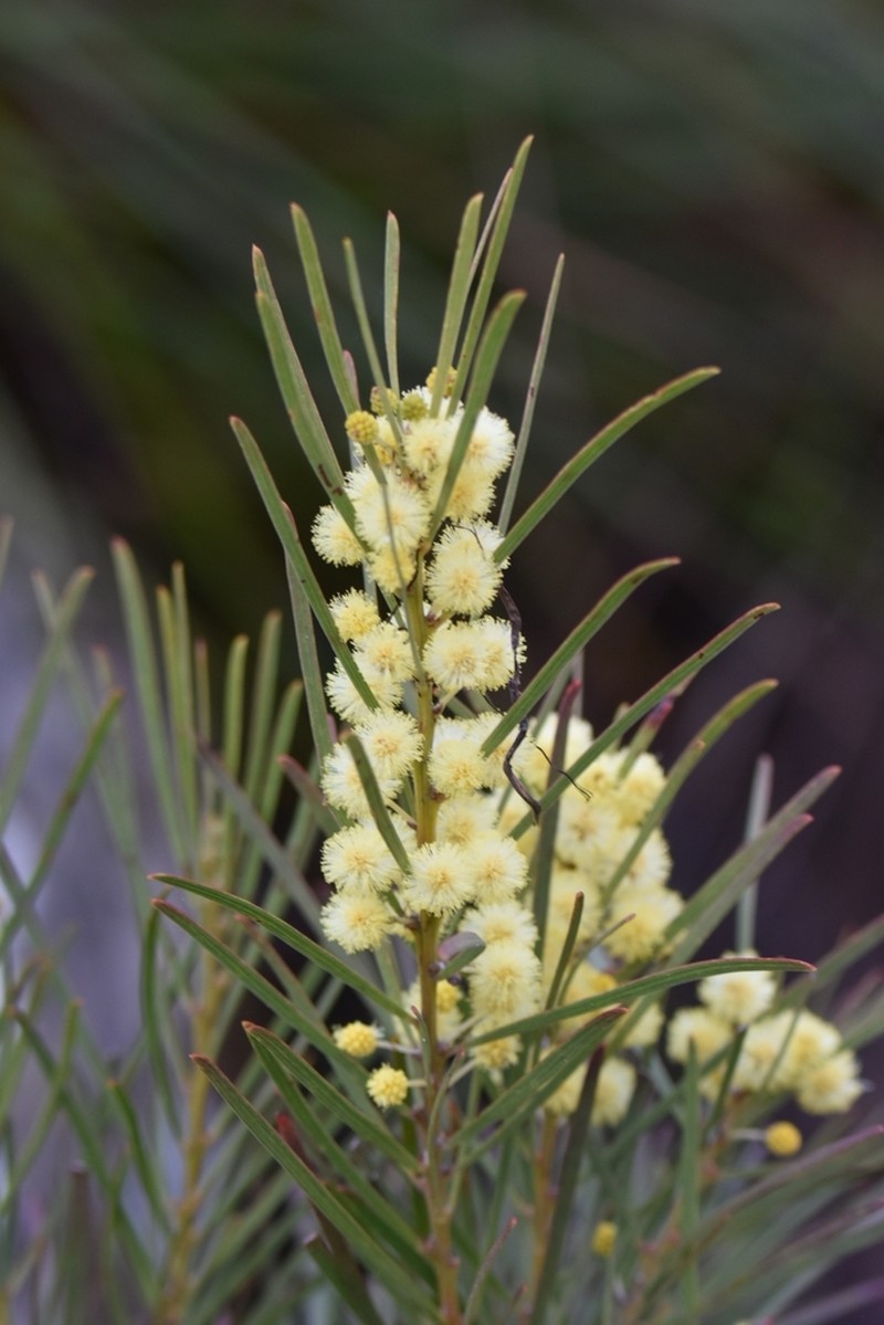 Acacia elongata photo 3