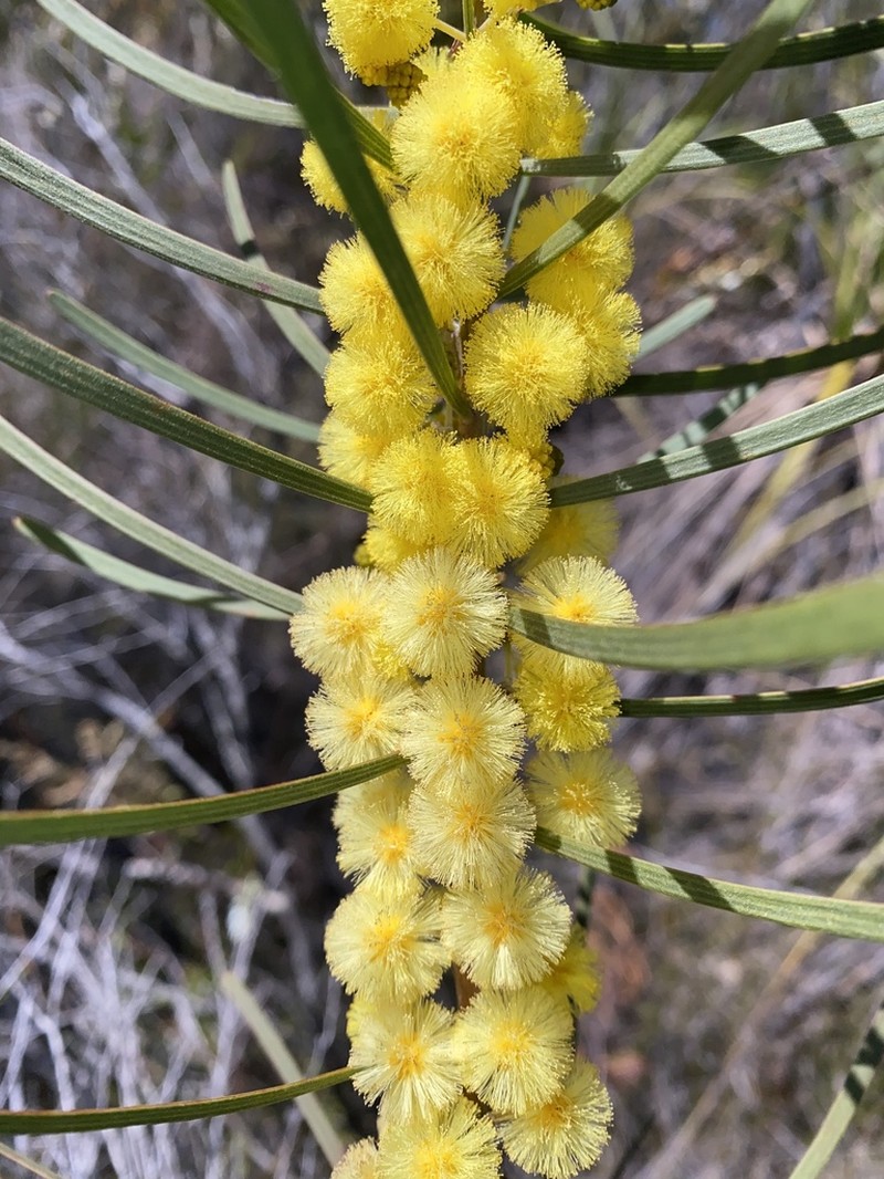 Acacia elongata photo 4