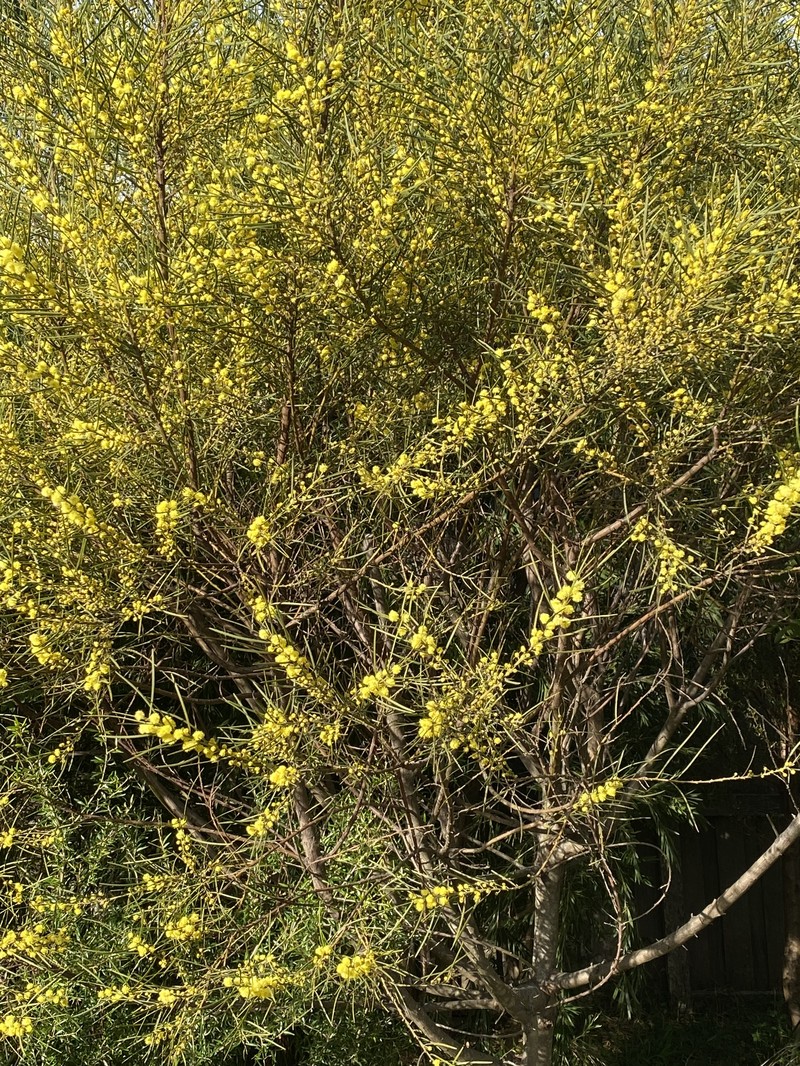 Acacia elongata photo 5