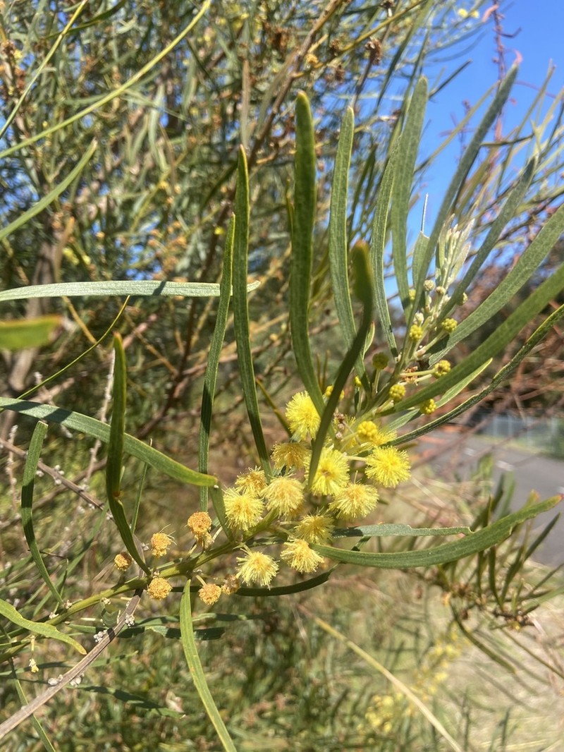 Acacia elongata photo 6