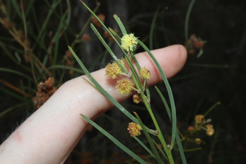 Acacia elongata photo 7